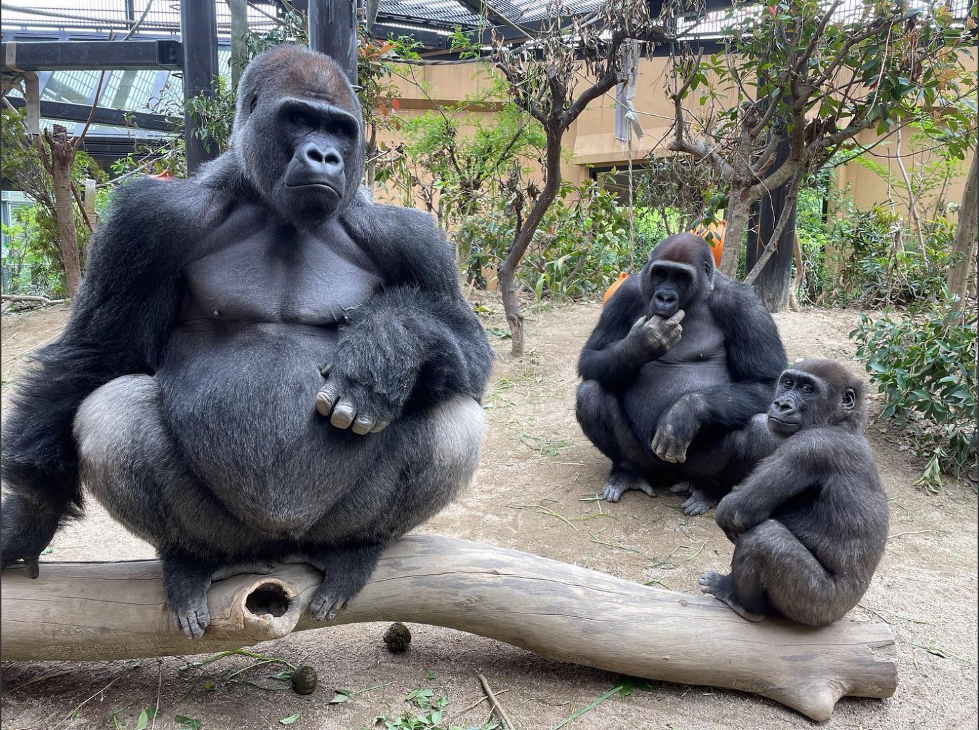Momotaro with members of his family at Kyoto City Zoo